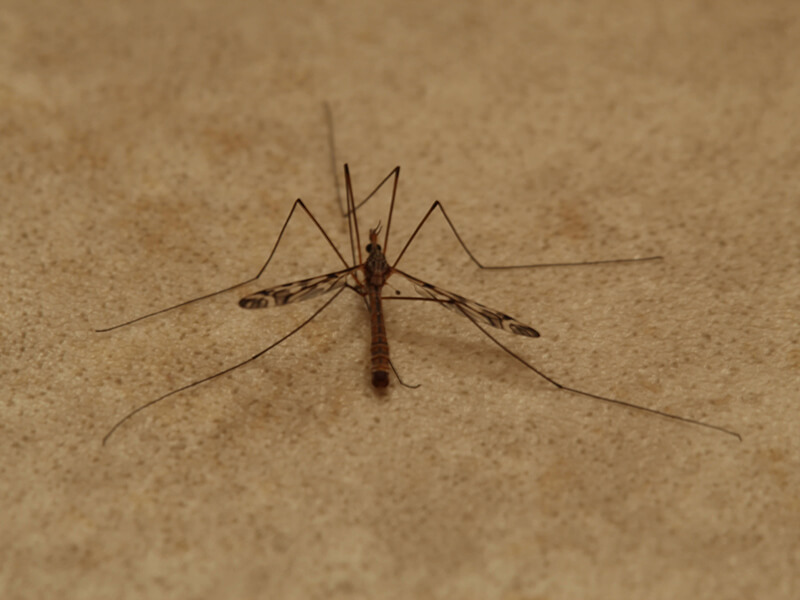In house cranefly