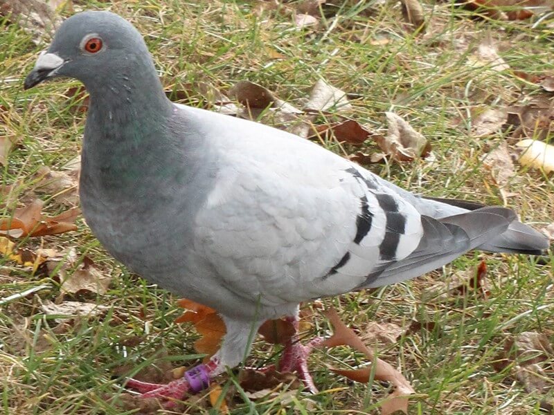 Eating dove
