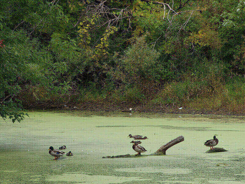Ducks