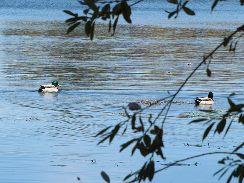 Lake ducks
