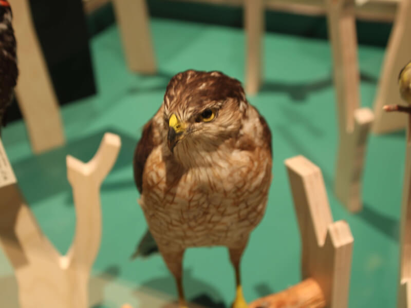 Stuffed eagle