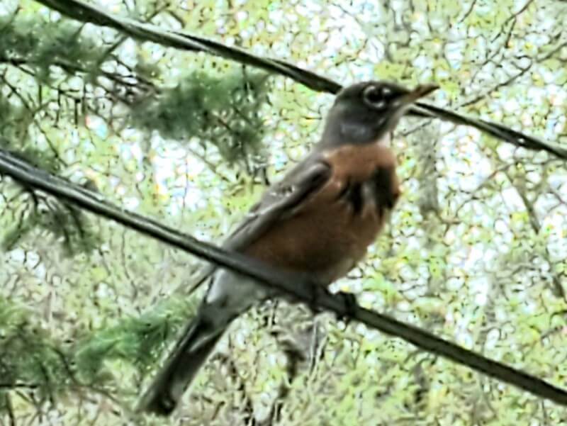 Robin on wire