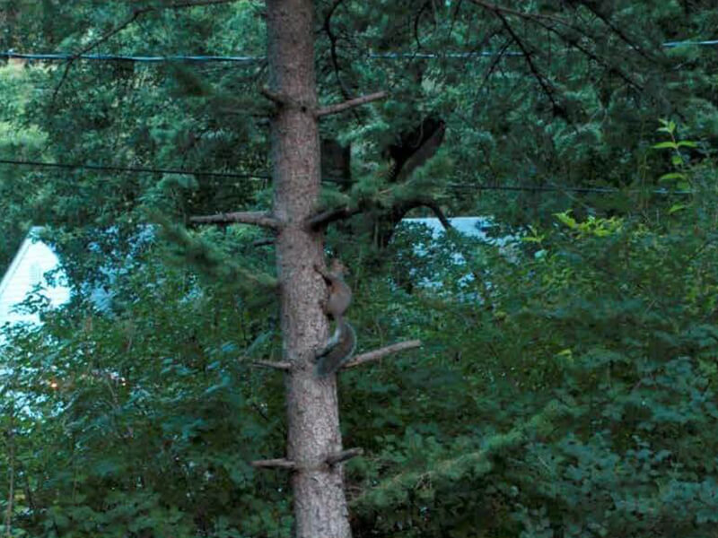 Squirrel on pine