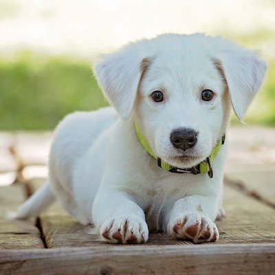 Tri-color Corgi Puppy
